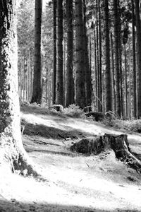 Trees in forest during winter