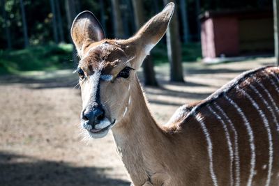 Close-up portrait of doe