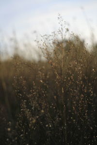 Close-up of grass on field against sky