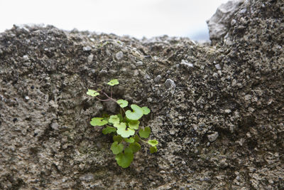 Close-up of plant growing on rock