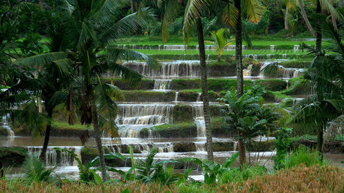 Scenic view of waterfall in forest