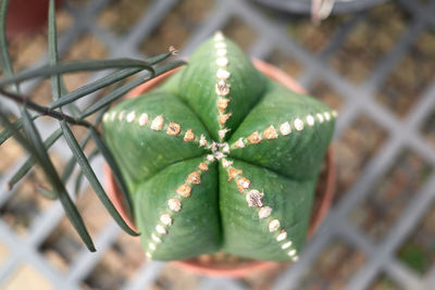 Close-up of succulent plant leaves