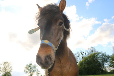 Horse in ranch against sky