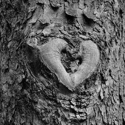 Close-up of heart shape tree trunk