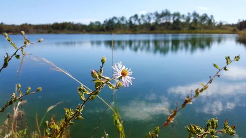 Close-up of flowering plants by lake against sky