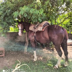 Horses standing in the field