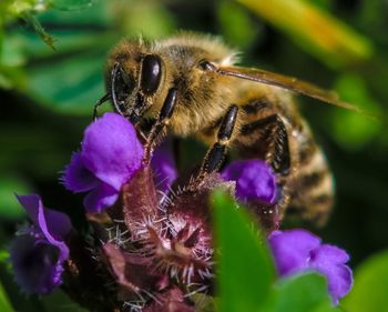 Close-up of bee on purple flower