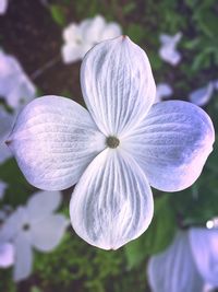 Close-up of purple flowering plant