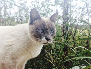 Portrait of a cat looking away