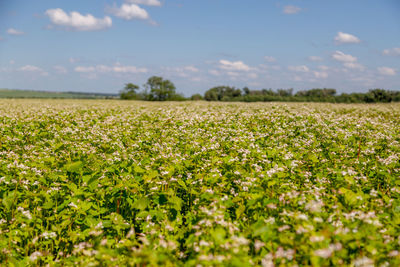 Buckwheat blooms in the field. white flowers. sky with dark clouds.