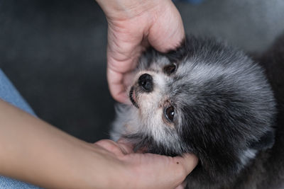 The image of a small black pomeranian dog is very cute.