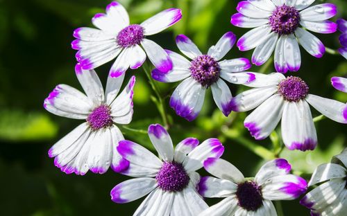 Close-up of purple flowers blooming outdoors