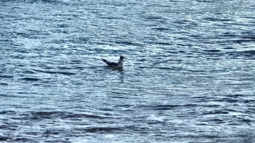Fish swimming in sea