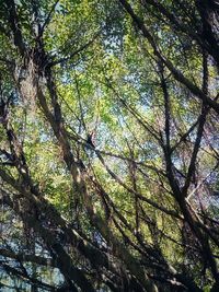 Low angle view of trees in forest