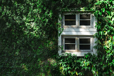Ivy growing on abandoned building