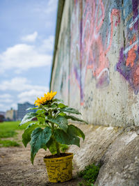 Close-up of yellow flowering plant against wall