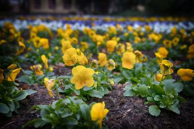 Close-up of yellow crocus flowers blooming on field