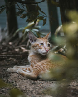 Portrait of a cat looking away