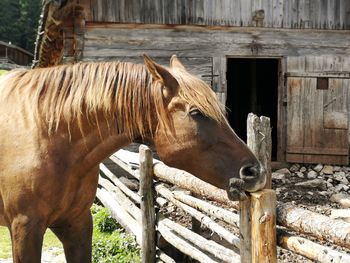 Horse in stable