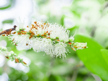 Close-up of white flowering plant