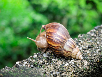 Close-up side view of snail on leaf