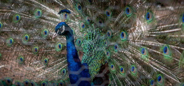 Full frame shot of peacock