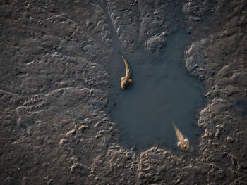 High angle view of fish swimming in sea