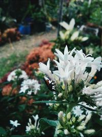 Close-up of white flowers blooming outdoors