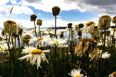 Flowers growing on field against sky