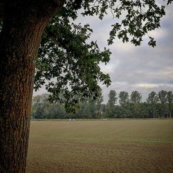 Trees on field against sky