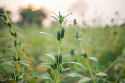 Close-up of flowering plant on field