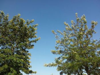 Low angle view of trees against blue sky