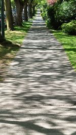 Footpath in forest