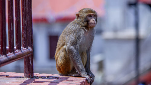 Monkey sitting on railing