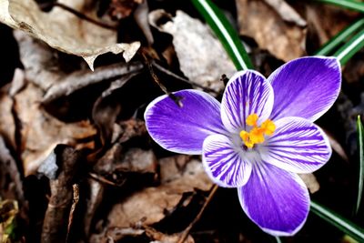 Close-up of purple crocus