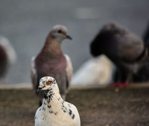 Close-up of pigeons perching