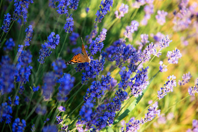 Close-up of butterfly pollinating on purple flowering plant
