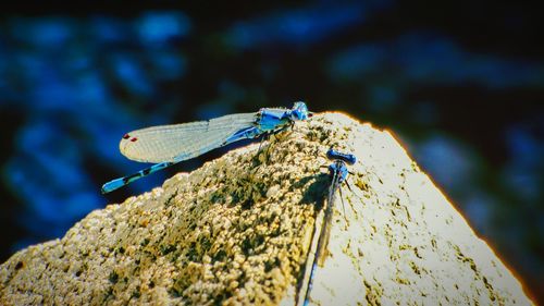 Close-up of dragonfly on wood