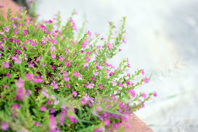 Close-up of pink flowering plant