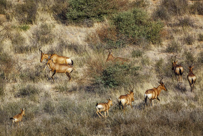 Horses grazing on field