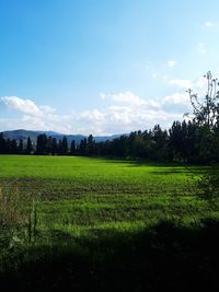 Scenic view of field against sky