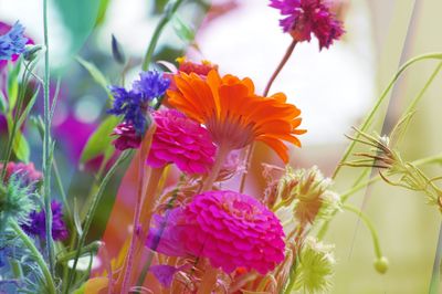 Close-up of purple flowering plants