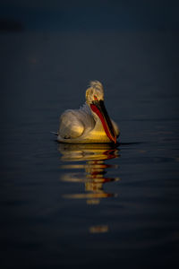 Close-up of bird in lake