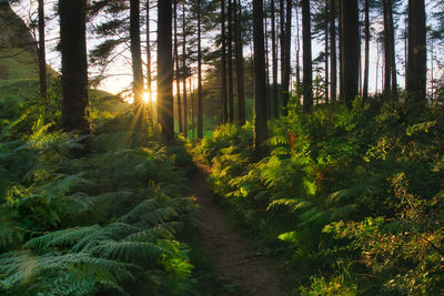 Scenic view of forest