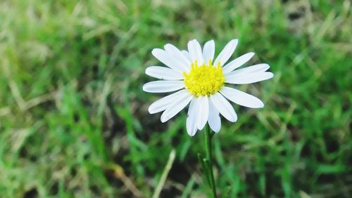 Close-up of white daisy flowers