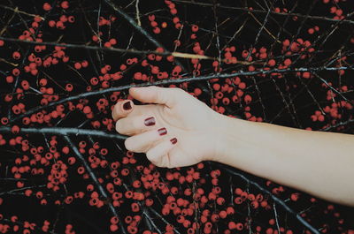 Cropped hand of woman holding berry fruit on tree