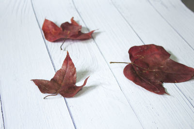 Close-up of autumn leaf on wooden table