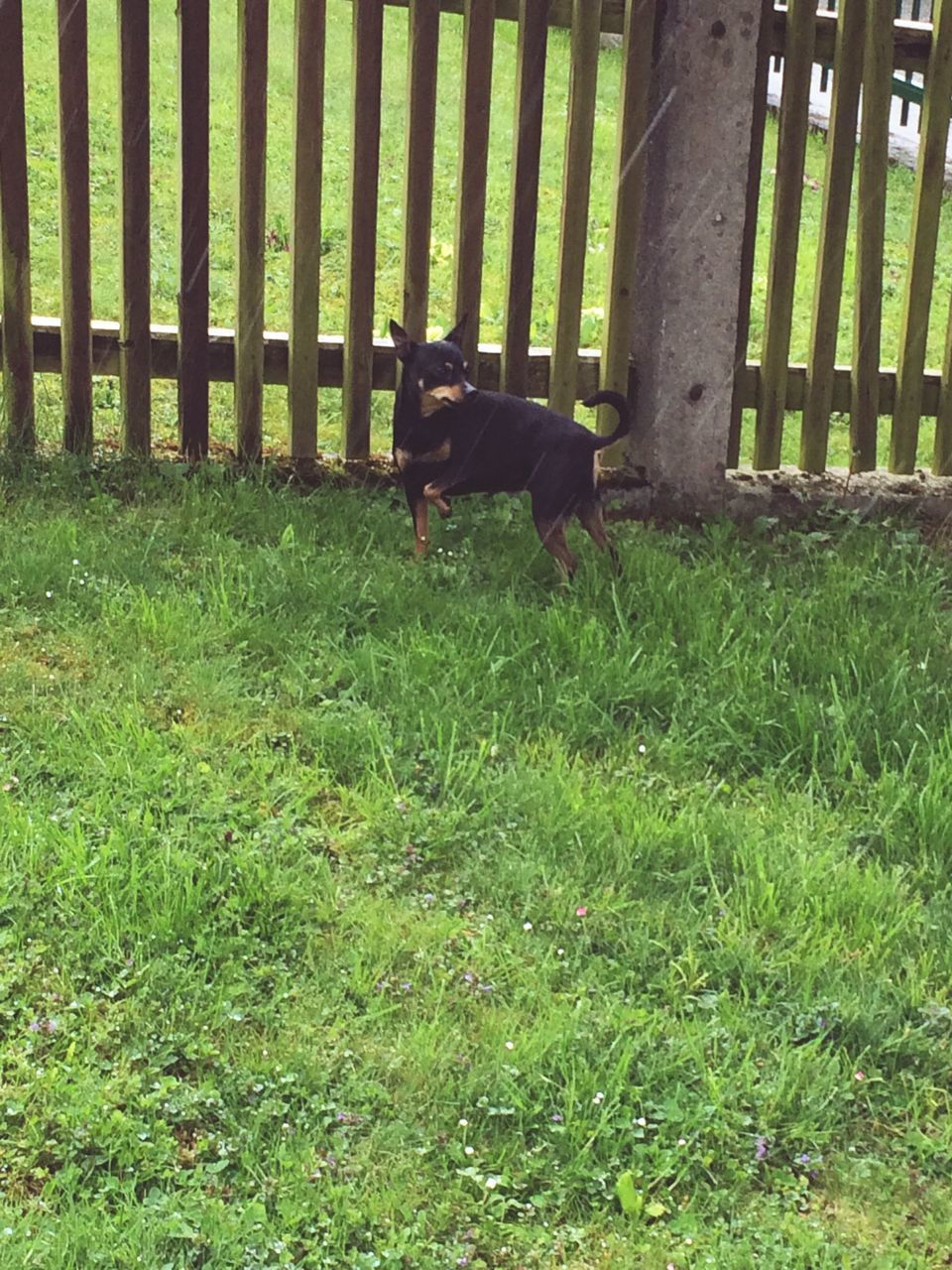 DOG IN GRASS