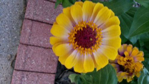 Close-up of yellow flower