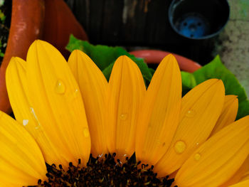 Close-up of yellow flowering plant